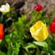 Як правильно садити цибулини тюльпанів восени