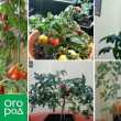 Вирощування томатів в квартирі взимку - особистий досвід з висновками і сортами