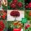 15 Однолітниками з червоними квітками - яскраві фарби у вашому саду