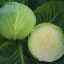 Характеристика та опис гібрида капусти Парел f1, вирощування і догляд
