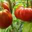 Характеристика та опис сорту томату пузата хата, вирощування і догляд