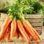 Як і в чому можна зберігати моркву в домашніх умовах, в погребі і землі