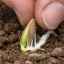 Коли і як правильно садити кабачки насінням у відкритий грунт