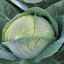 Огляд характеристик і опис гібрида капусти Мегатон f1, вирощування і догляд