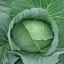 Огляд характеристик і опис сорти капусти московська пізня, вирощування