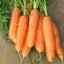 Опис сорту моркви `бейбі`