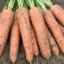 Опис сорту моркви `белградо`