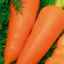 Опис сорту моркви даяна