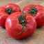 Рожевоплідний томати: сорти-лідери смаку