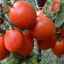 Сорт томатів ріо гранде: голландський сорт-фаворит, чи не здає позицій вже кілька десятиліть