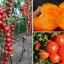Смак томата - як не втратити в гонитві за різноманітністю